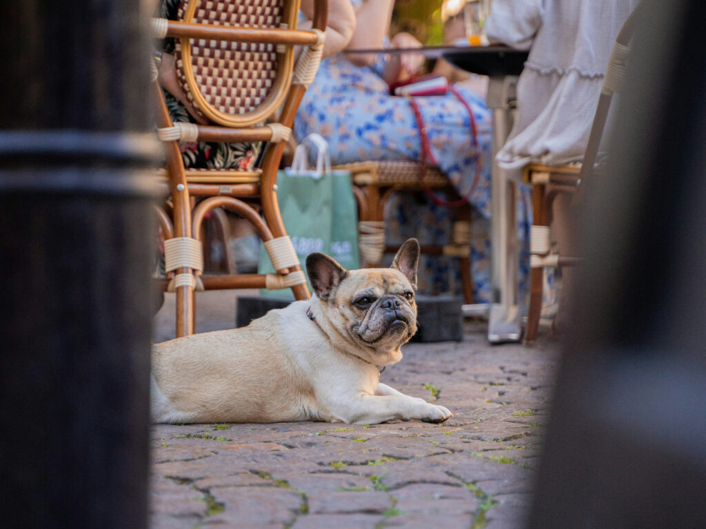 Dog in restaurant outdoor patio