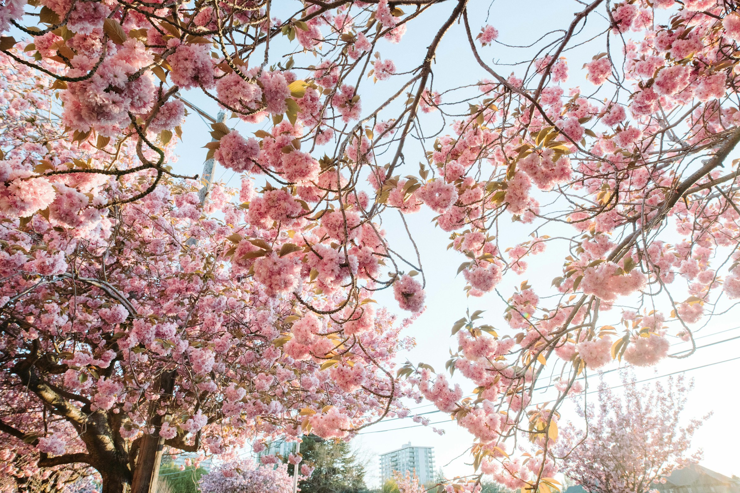 Take Advantage of Spring in Victoria