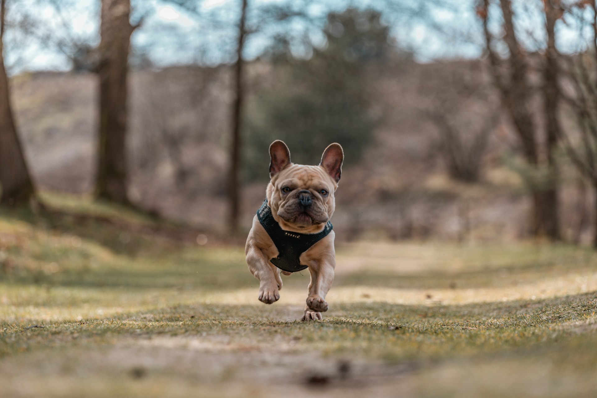 French Bulldog running happy on a trail