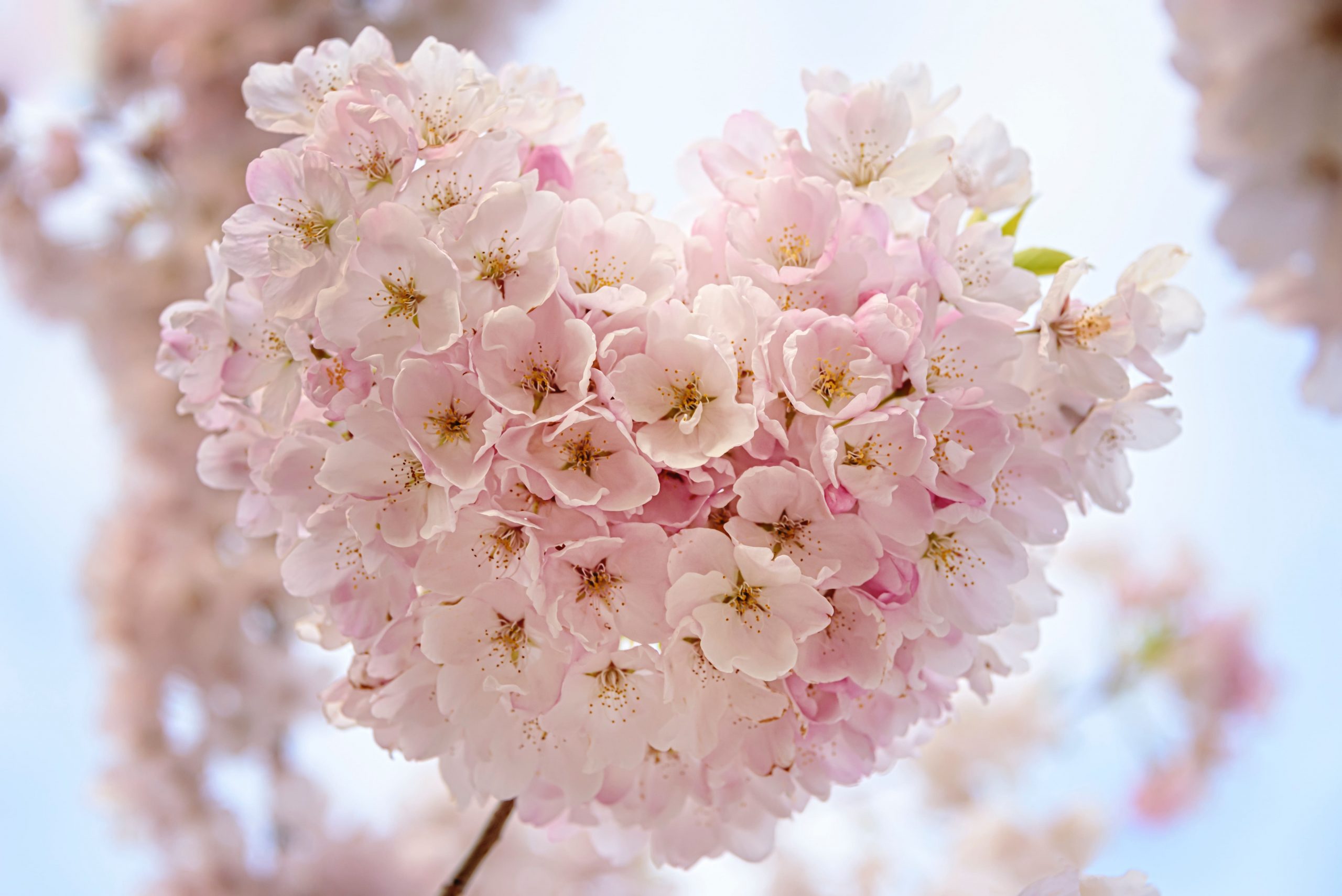 Top Spring Activities in Victoria