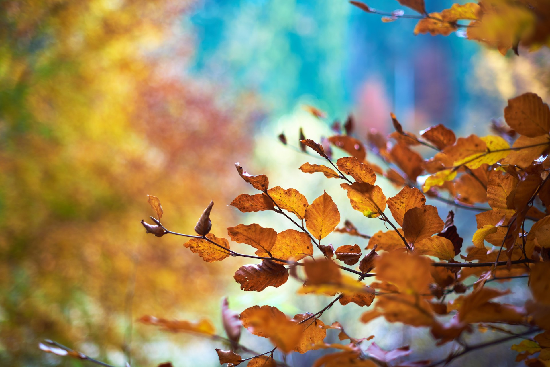 Victoria Comes Alive in Autumn!