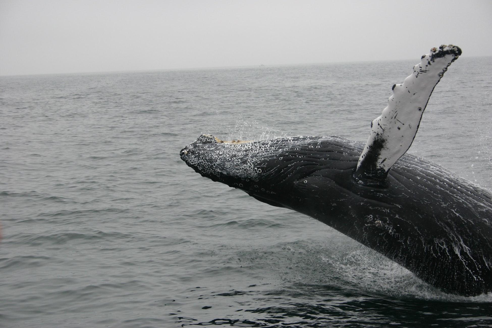 Types of ocean wildlife off Victoria!