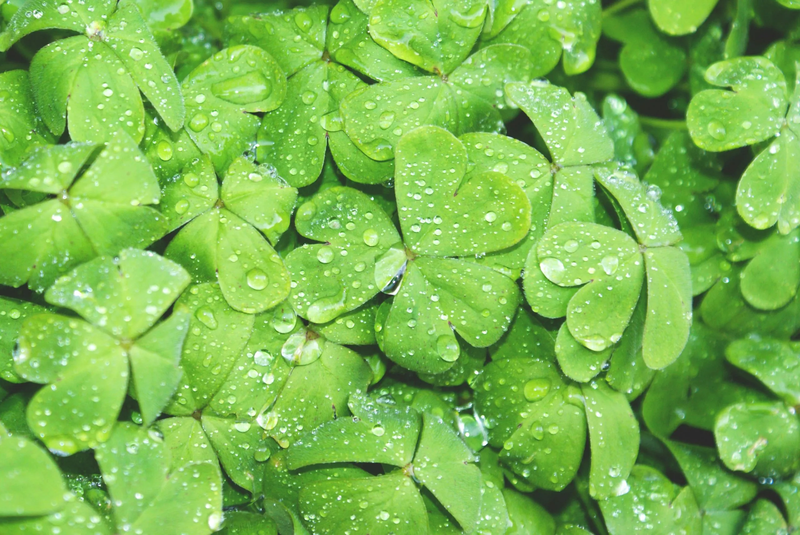 St. Patricks’ day, figure skating and more in Victoria this March!